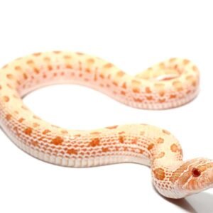 Albino Anaconda Western Hognose Snake For Sale