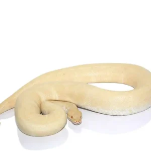 Albino Ball Python For Sale