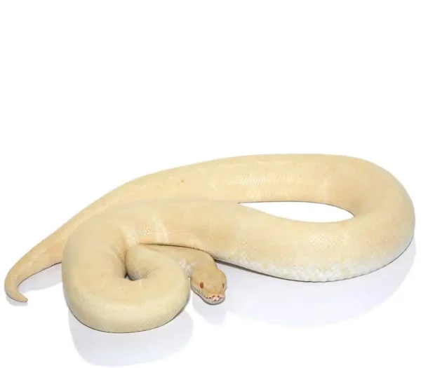 Albino Ball Python For Sale
