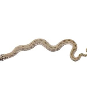 Anaconda Western Hognose Snake For Sale