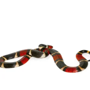 Aquatic Coral Snake For Sale