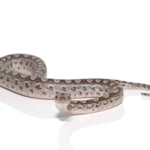 Argentine Rainbow Boa For Sale