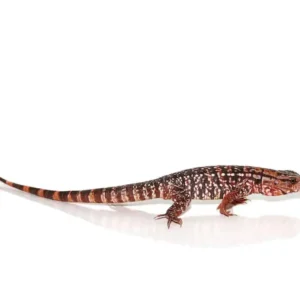 Argentine Red Tegu For Sale