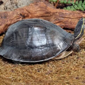 Asian Box Turtle For Sale