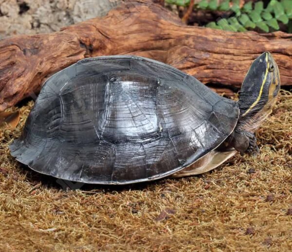 Asian Box Turtle For Sale