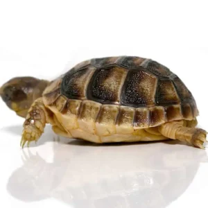 Baby Marginated Tortoise For Sale