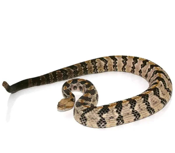 Canebrake Rattlesnake For Sale