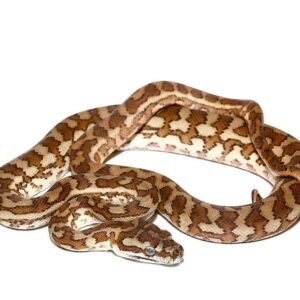 Caramel Carpet Python For Sale