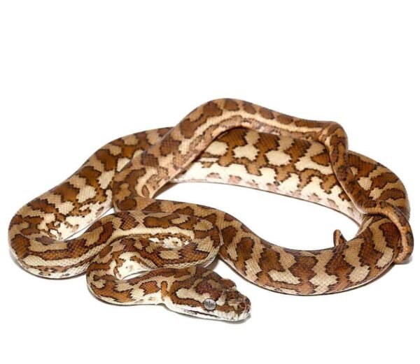 Caramel Carpet Python For Sale