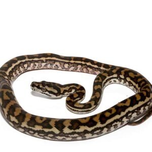 Coastal Carpet Python For Sale