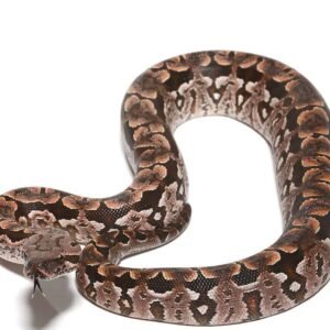 Dumeril’s Boa For Sale