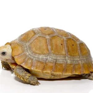 Elongated Tortoise For Sale