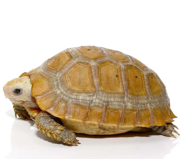 Elongated Tortoise For Sale
