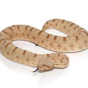 Field’s Horned Viper For Sale