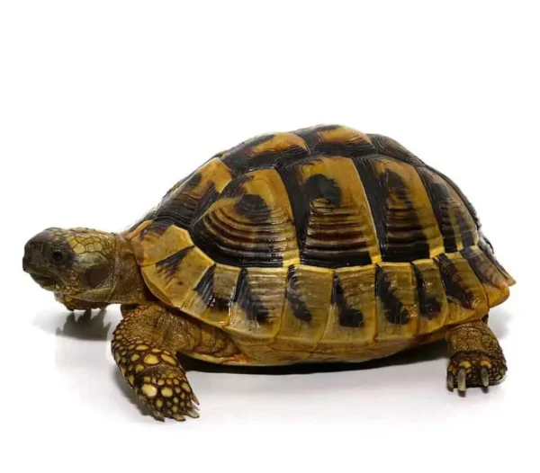 Hermann’s Tortoise For Sale