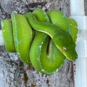 Jayapura Green Tree Python For Sale