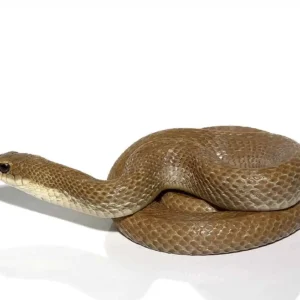 Madagascar Blonde Hognose Snake For Sale