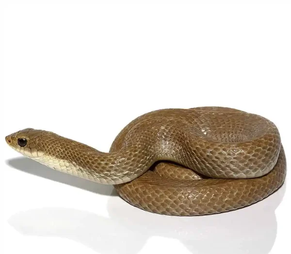 Madagascar Blonde Hognose Snake For Sale