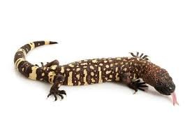 Mexican Beaded Lizard For Sale