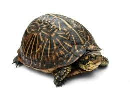 Ornate Box Turtle For Sale