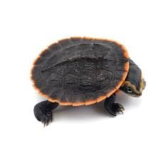 Pinkbelly Sideneck Turtle For Sale
