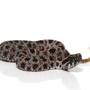 Pygmy Rattlesnake For Sale