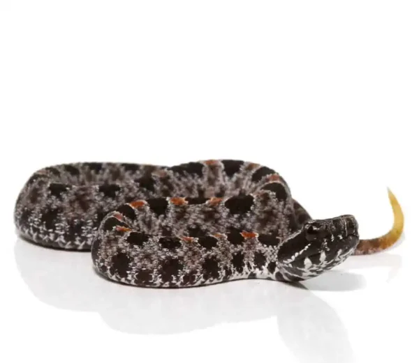 Pygmy Rattlesnake For Sale