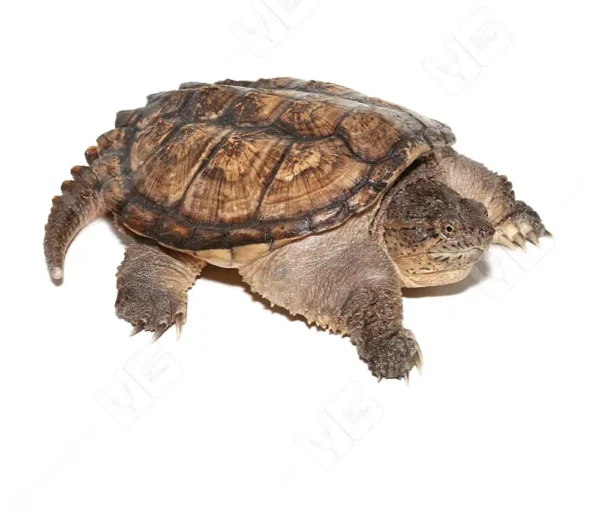Snapping Turtle For Sale