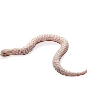 Snow Western Hognose Snake For Sale