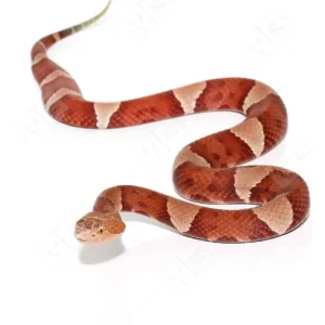 Southern Copperhead Snake for Sale