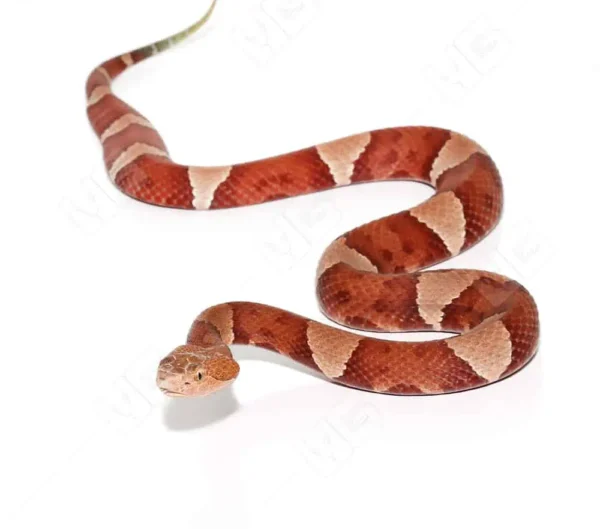 Southern Copperhead Snake for Sale