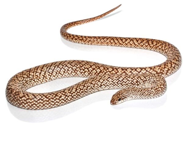 Speckled Hognose Snake For Sale