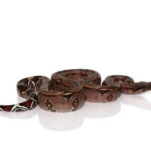 Suriname Redtail Boa For Sale