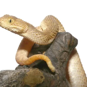 Tan Squamigera Bush Viper For Sales