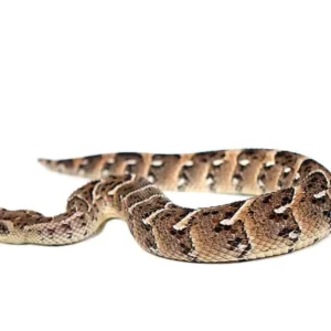 Tanzanian Puff Adder For Sale