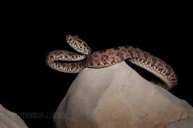 Three Horned Scaled Pit Viper