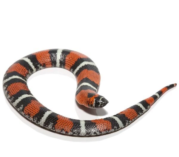 Tricolor Hognose Snake For Sale