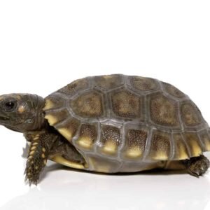 Yellowfoot Tortoise For Sale