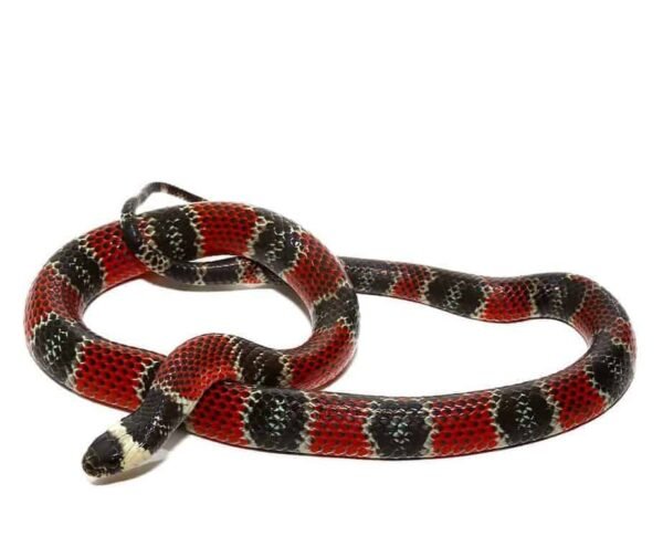 Central American Coral Snake For Sale