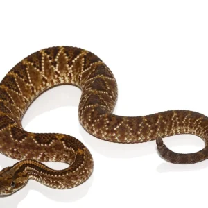Cascabel Rattlesnake For Sale