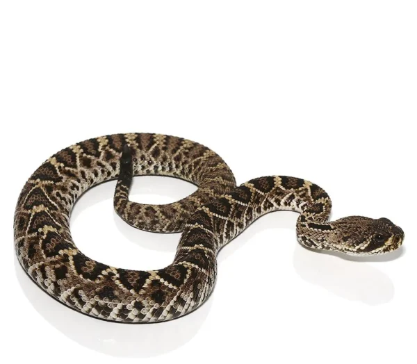 Eastern Diamondback Rattlesnake For Sale
