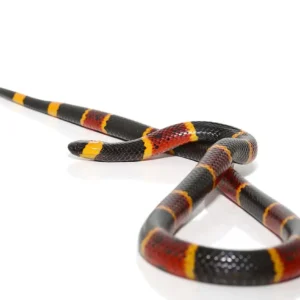 Eastern Coral Snake for Sale