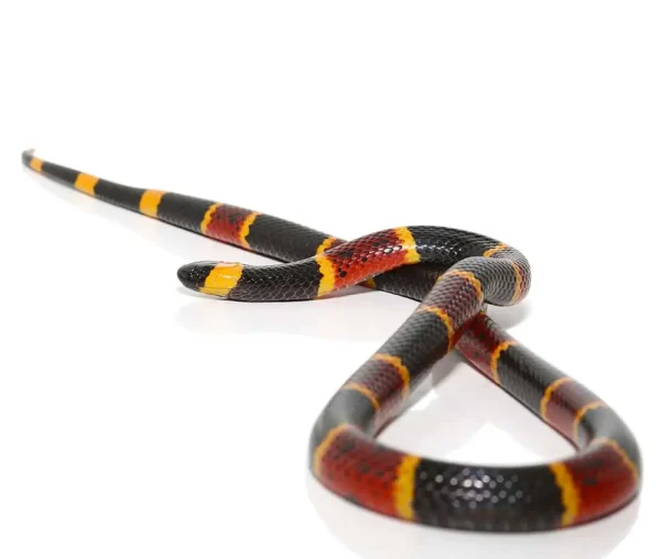 Eastern Coral Snake for Sale