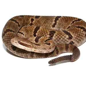 Durango Mountain Rattlesnake For Sale