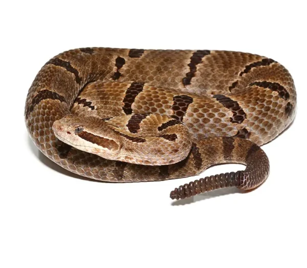 Durango Mountain Rattlesnake For Sale