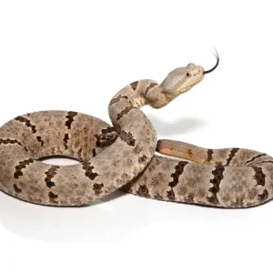 Tamilaupin Rock Rattlesnake For Sale