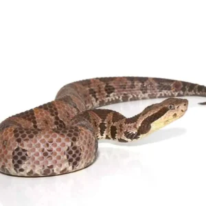 Olmecan Pit Viper For Sale