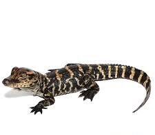 American Alligator for sale
