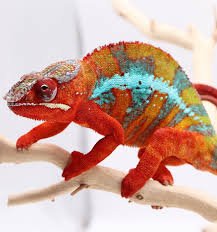 Angalovana Panther Chameleon For Sale