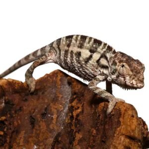 Baby Panther Chameleon For Sale